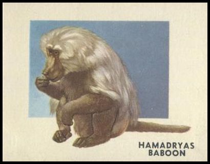 145 Hamadryas Baboon